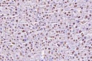 Immunohistochemistry analysis of paraffin-embedded mouse pancreas using,NUBP2 (ABIN7074922) at dilution of 1: 600