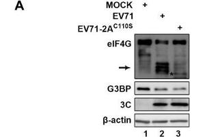 Western Blotting (WB) image for anti-Actin, beta (ACTB) antibody (ABIN3020544)