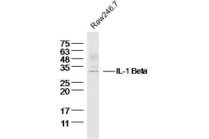 IL-1 beta 抗体  (AA 101-200)