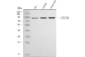 Western blot analysis of TTC7B using anti-TTC7B antibody (ABIN7601050). (TTC7B 抗体  (AA 275-730))