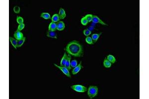 Immunofluorescent analysis of PC-3 cells using ABIN7151471 at dilution of 1:100 and Alexa Fluor 488-congugated AffiniPure Goat Anti-Rabbit IgG(H+L) (PI3 抗体  (AA 61-117))