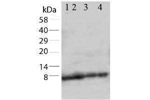 Western Blot of Rabbit Anti-Apelin antibody. (Apelin 抗体  (C-Term))
