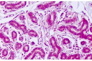 Image no. 2 for anti-V-Myb Myeloblastosis Viral Oncogene Homolog (Avian)-Like 2 (MYBL2) (N-Term) antibody (ABIN1494785) (MYBL2 抗体  (N-Term))