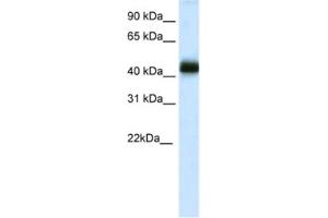 Western Blotting (WB) image for anti-NK2 Homeobox 4 (NKX2-4) antibody (ABIN2461504) (NK2 Homeobox 4 抗体)