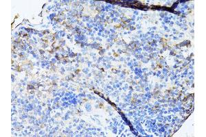 Immunohistochemistry of paraffin-embedded mouse spleen using TEFM antibody (ABIN5974873) at dilution of 1/100 (40x lens). (TEFM 抗体)