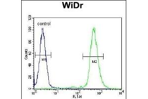 RPS6 Antibody (Ser240/244) (ABIN654233 and ABIN2844066) flow cytometric analysis of WiDr cells (right histogram) compared to a negative control cell (left histogram). (RPS6 抗体  (Ser240, Ser244))