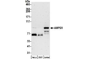 anti-Adenosine Monophosphate Deaminase 3 (AMPD3) (AA 717-767) antibody