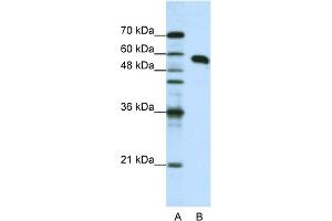 WB Suggested Anti-NONO Antibody Titration:  1. (NONO 抗体  (N-Term))