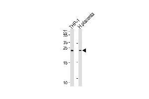 Western blot analysis of lysates from THP-1 cell line and human placenta tissue lysates (from left to right), using HEBP2 Antibody (N-term) (ABIN657105 and ABIN2846255). (HEBP2 抗体  (N-Term))
