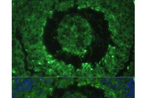 Immunofluorescence analysis of Mouse testis cells using DEFB121 Polyclonal Antibody at dilution of 1:100. (DEFB121 抗体)