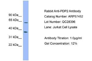 WB Suggested Anti-PDP2  Antibody Titration: 0.