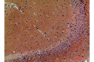 Immunohistochemical analysis of paraffin-embedded mouse-brain, antibody was diluted at 1:200 (Neuregulin 3 抗体  (Internal Region))