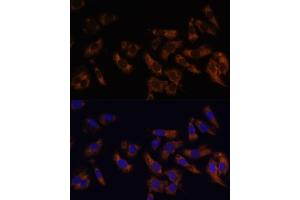 Immunofluorescence analysis of U-2 OS cells using RPL36AL Polyclonal Antibody (ABIN7270007) at dilution of 1:100 (40x lens). (RPL36AL 抗体  (AA 1-106))