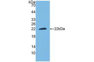 Western blot analysis of recombinant Mouse CNTF. (CNTF 抗体  (AA 2-198))