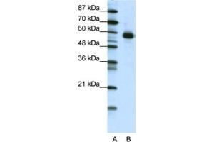 Western Blotting (WB) image for anti-Nuclear Factor, Interleukin 3 Regulated (NFIL3) antibody (ABIN2461756) (NFIL3 抗体)