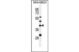 Western blot analysis of DPAGT1 Antibody in MDA-MB231 cell line lysates (35ug/lane). (DPAGT1 抗体  (Middle Region))
