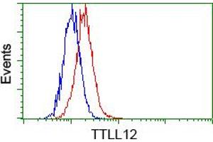 Image no. 2 for anti-Tubulin tyrosine Ligase-Like Family, Member 12 (TTLL12) antibody (ABIN1499033) (TTLL12 抗体)