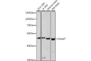 Western blot analysis of extracts of various cell lines, using Smad7 antibody (ABIN6133913, ABIN6148093, ABIN6148095 and ABIN6215945) at 1:1000 dilution. (SMAD7 抗体  (AA 1-100))
