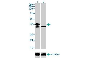 Western Blotting (WB) image for anti-Transcription Factor 19 (TCF19) (AA 17-103) antibody (ABIN598965) (TCF19 抗体  (AA 17-103))