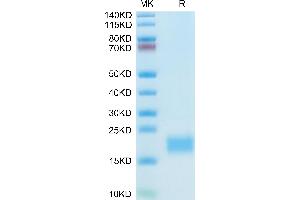 Mouse CXCL13 on Tris-Bis PAGE under reduced condition. (CXCL13 Protein (AA 22-109) (His tag))