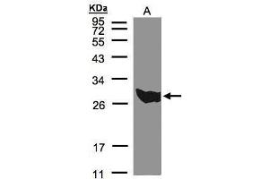 WB Image Sample(30 μg of whole cell lysate) A:293T 12% SDS PAGE antibody diluted at 1:500 (PGAM1 抗体  (C-Term))