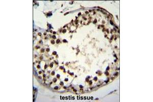 ASXL1 Antibody immunohistochemistry analysis in formalin fixed and paraffin embedded human testis tissue followed by peroxidase conjugation of the secondary antibody and DAB staining. (ASXL1 抗体  (AA 521-549))