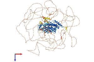 SSH2 Protein (AA 1-1423) (His tag)