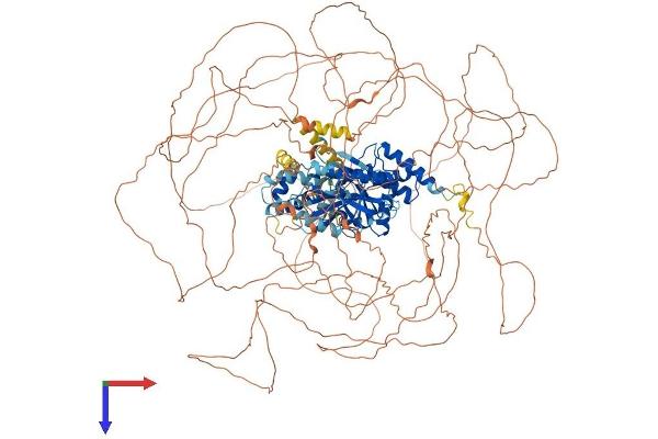 SSH2 Protein (AA 1-1423) (His tag)