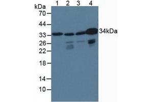 Western blot analysis of (1) Porcine Brain Tissue, (2) Human HepG2 Cells, (3) Human HeLa cells and (4) Human K562 Cells. (CrkL 抗体  (AA 1-303))