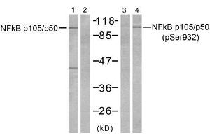 Western blot analysis of extracts from HeLa cells, untreated or treated with TNFα (20ng/ml 5min) and Calyculin A (50nM 15min), using NFκB p105/p50 (Ab-932) antibody (E021243, Line 1 and 2) and NFκB p105/p50 (phospho-Ser932) antibody (E011251, Line 3 and 4) TNFα+Calyculin A - - - + (NFKB1 抗体  (pSer932))