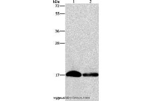 Western blot analysis of Hela and hepg2 cell, using IFITM3 Polyclonal Antibody at dilution of 1:500 (IFITM3 抗体)