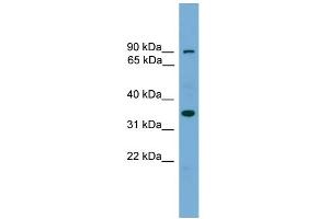 WB Suggested Anti-NDNL2 Antibody Titration: 0. (Necdin-Like 2 抗体  (Middle Region))
