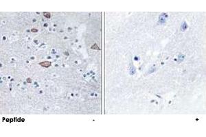 Immunohistochemistry analysis of paraffin-embedded human brain tissue using CEND1 polyclonal antibody . (CEND1 抗体  (N-Term))