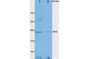 SDS-PAGE (SDS) image for anti-Adiponectin (ADIPOQ) (AA 151-244) antibody (ABIN669051)