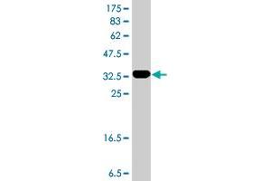 Western Blot detection against Immunogen (35. (RUNX3 抗体  (AA 194-279))