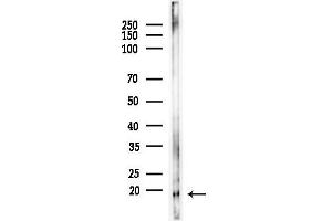 Western blot analysis of lysates from HepG2 cells(starvation,24h treatment), using L36mt Antibody at 1/1000 dilution.