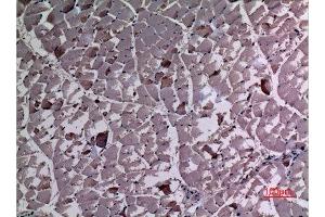 Immunohistochemistry (IHC) analysis of paraffin-embedded Rat Muscle, antibody was diluted at 1:100. (UBE4A 抗体  (N-Term))
