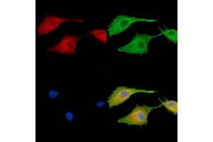 ABIN7096023 and ABIN7100085 staining  cells by IF/ICC. (MAPK1IP1L 抗体)