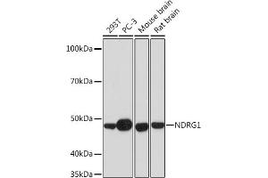 Western blot analysis of extracts of various cell lines, using NDRG1 Rabbit mAb (ABIN7268783) at 1:1000 dilution. (NDRG1 抗体)