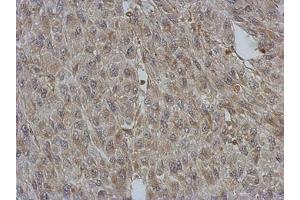 Image no. 1 for anti-BCL2/adenovirus E1B 19kDa Interacting Protein 2 (BNIP2) (AA 6-229) antibody (ABIN1496941) (BNIP2 抗体  (AA 6-229))