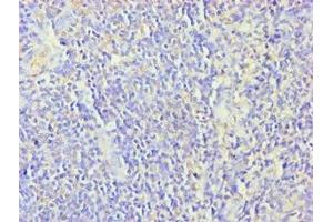 Immunohistochemistry of paraffin-embedded human tonsil tissue using ABIN7176252 at dilution of 1:100 (ZNF346 抗体  (AA 1-294))