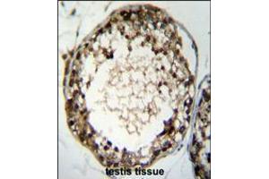 TSSK4 Antibody immunohistochemistry analysis in formalin fixed and paraffin embedded human testis tissue followed by peroxidase conjugation of the secondary antibody and DAB staining. (TSSK4 抗体  (C-Term))