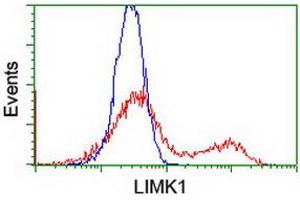 Image no. 3 for anti-LIM Domain Kinase 1 (LIMK1) antibody (ABIN1499145) (LIM Domain Kinase 1 抗体)