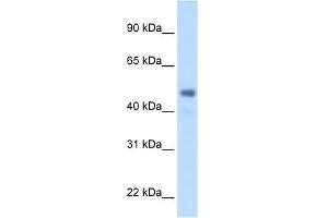 FGG antibody used at 2. (FGG 抗体  (Middle Region))