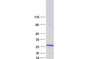 Western Blotting (WB) image for Glutathione S-Transferase kappa 1 (GSTK1) (Transcript Variant 4) protein (Myc-DYKDDDDK Tag) (ABIN2722275)