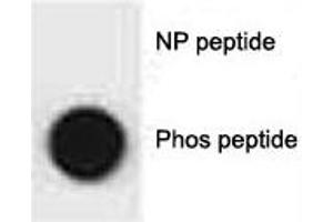 Dot blot analysis of phospho-p62 antibody.