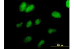 Immunofluorescence of purified MaxPab antibody to TCEAL1 on HeLa cell. (TCEAL1 抗体  (AA 1-159))