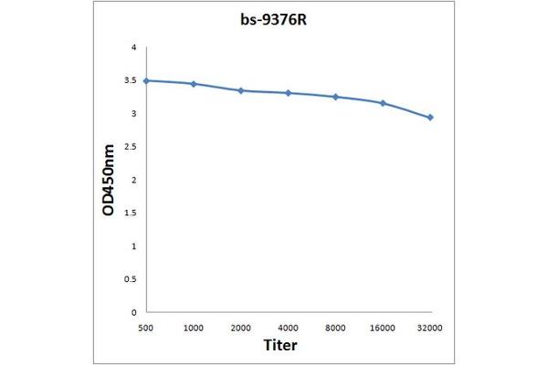TRIM54 抗体