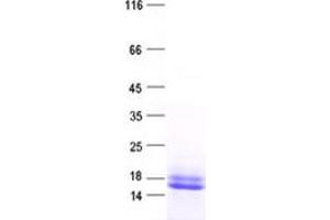 Validation with Western Blot (PPP4R4 Protein (His tag))