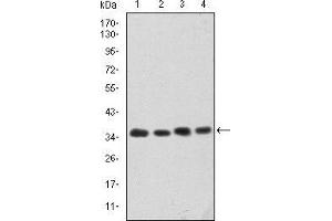 Western blot analysis using CDK5 mouse mAb against Hela (1), K562 (2), PC-12 (3) and Cos7 (4) cell lysate. (CDK5 抗体)